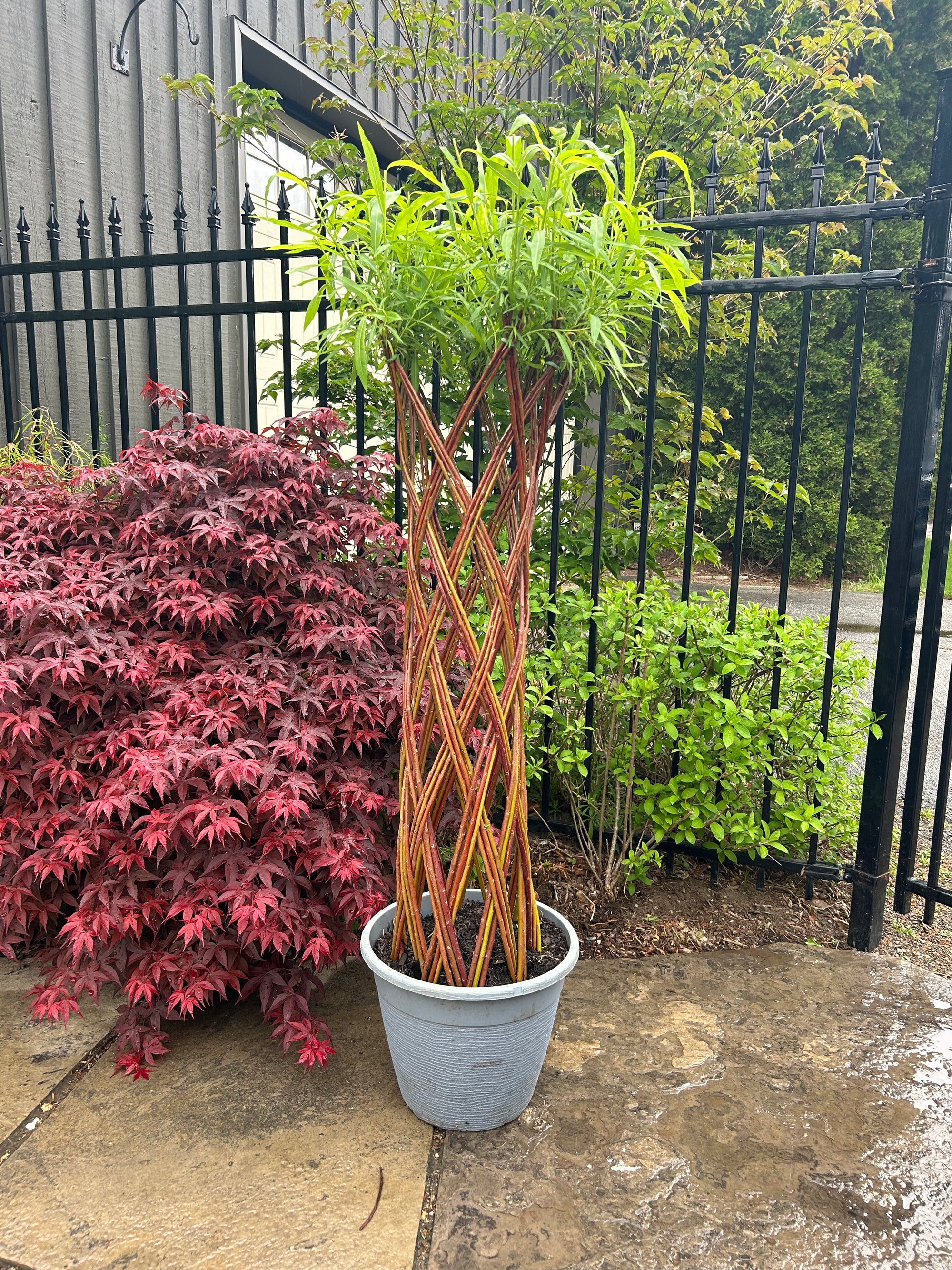 Braided Willow 80cm (12 Pot)"