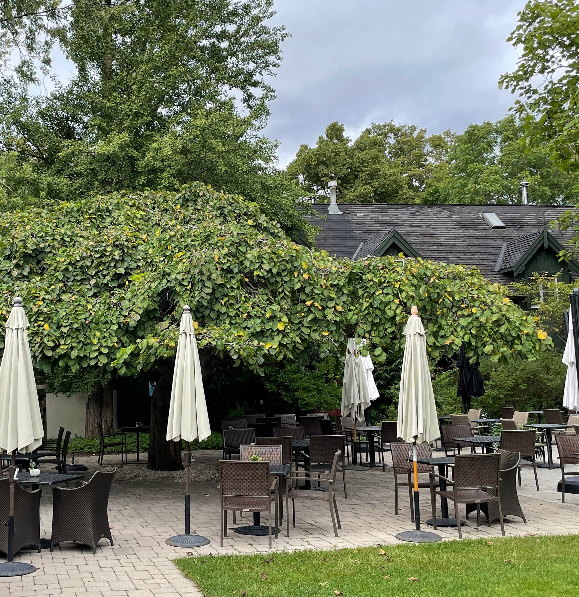 Weeping Elm