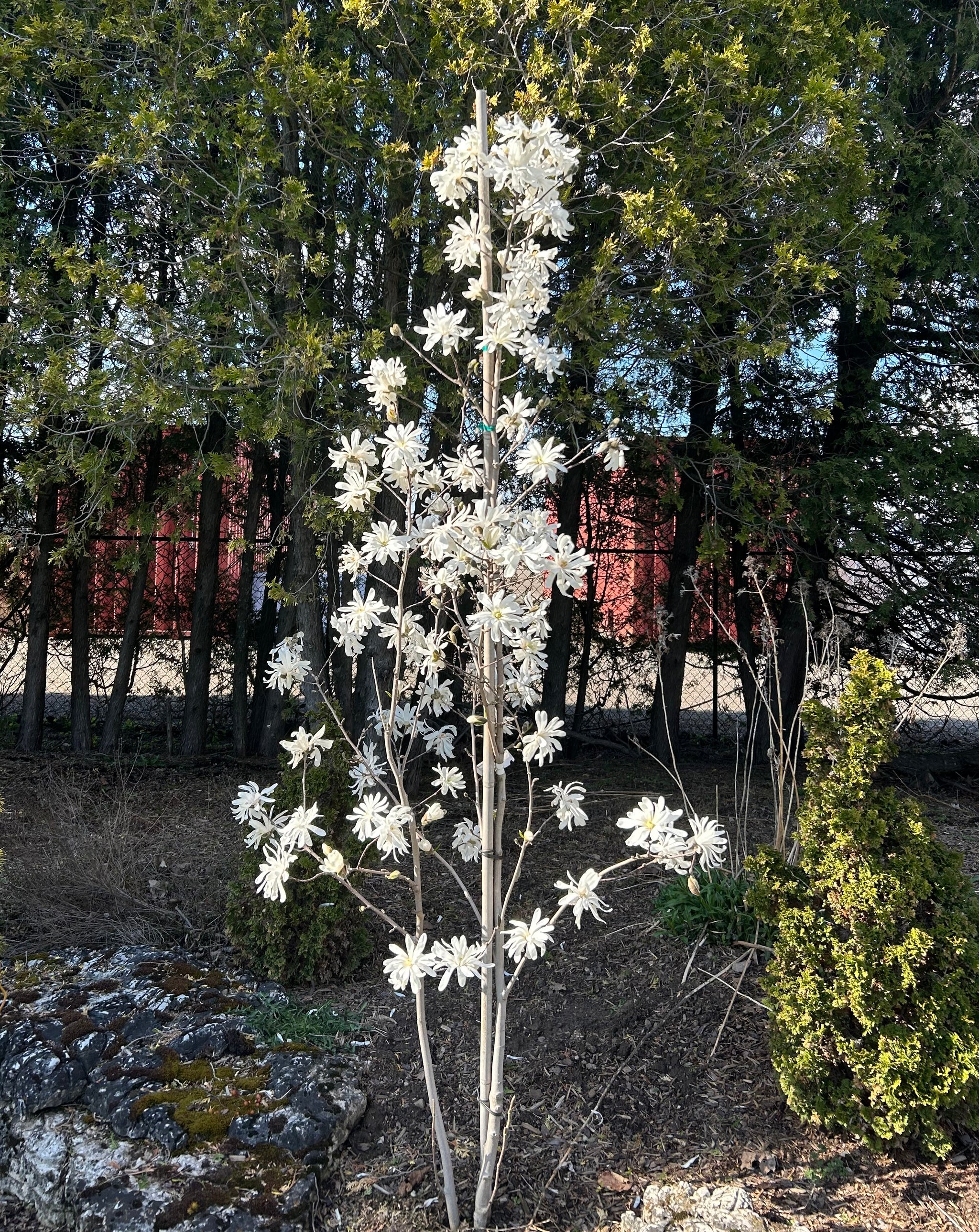 Royal Star Magnolia