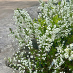 Bridalwreath Spirea