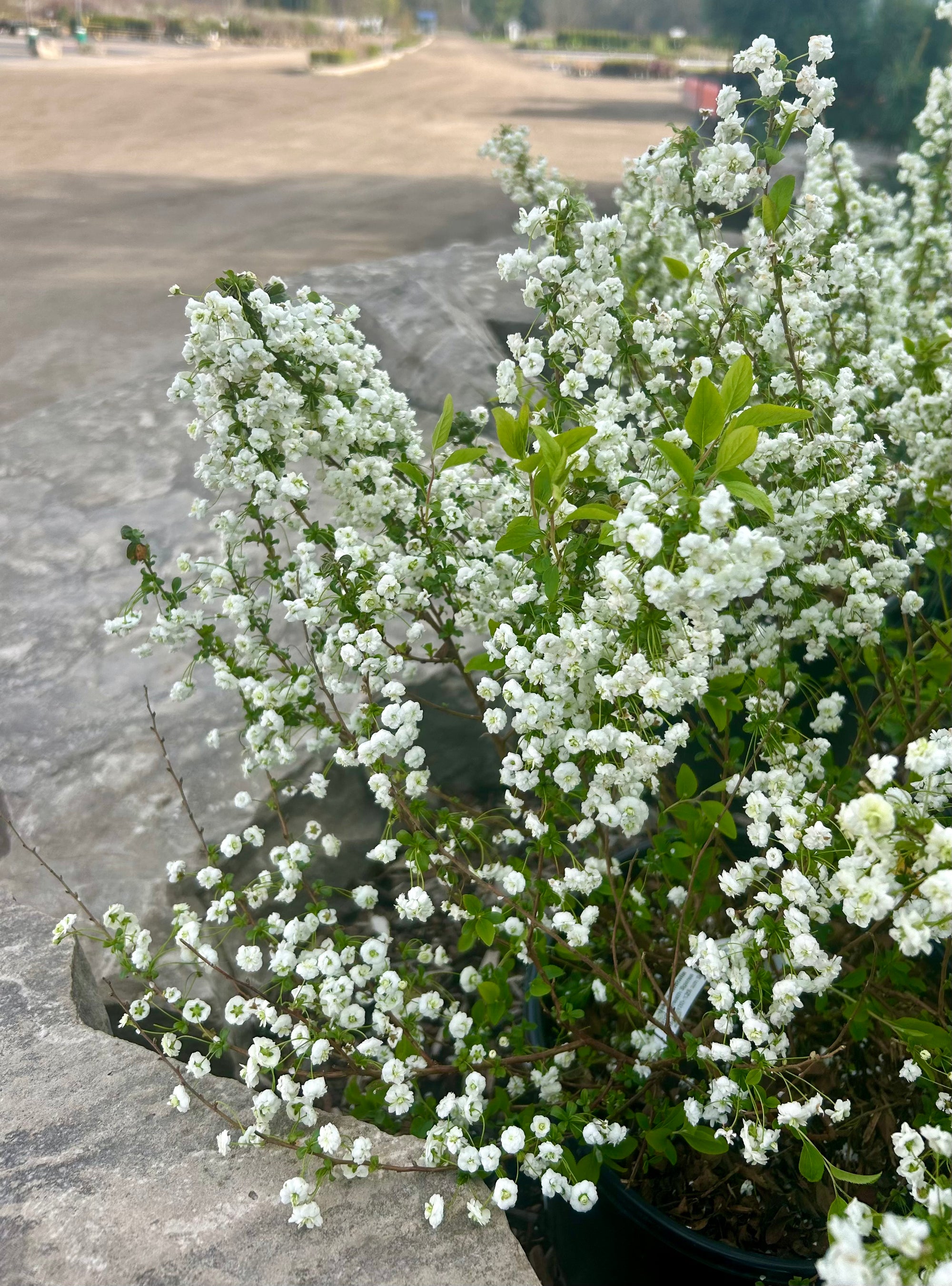 Bridalwreath Spirea