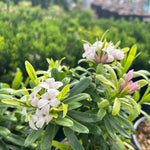 Eternal Fragrance™ Daphne