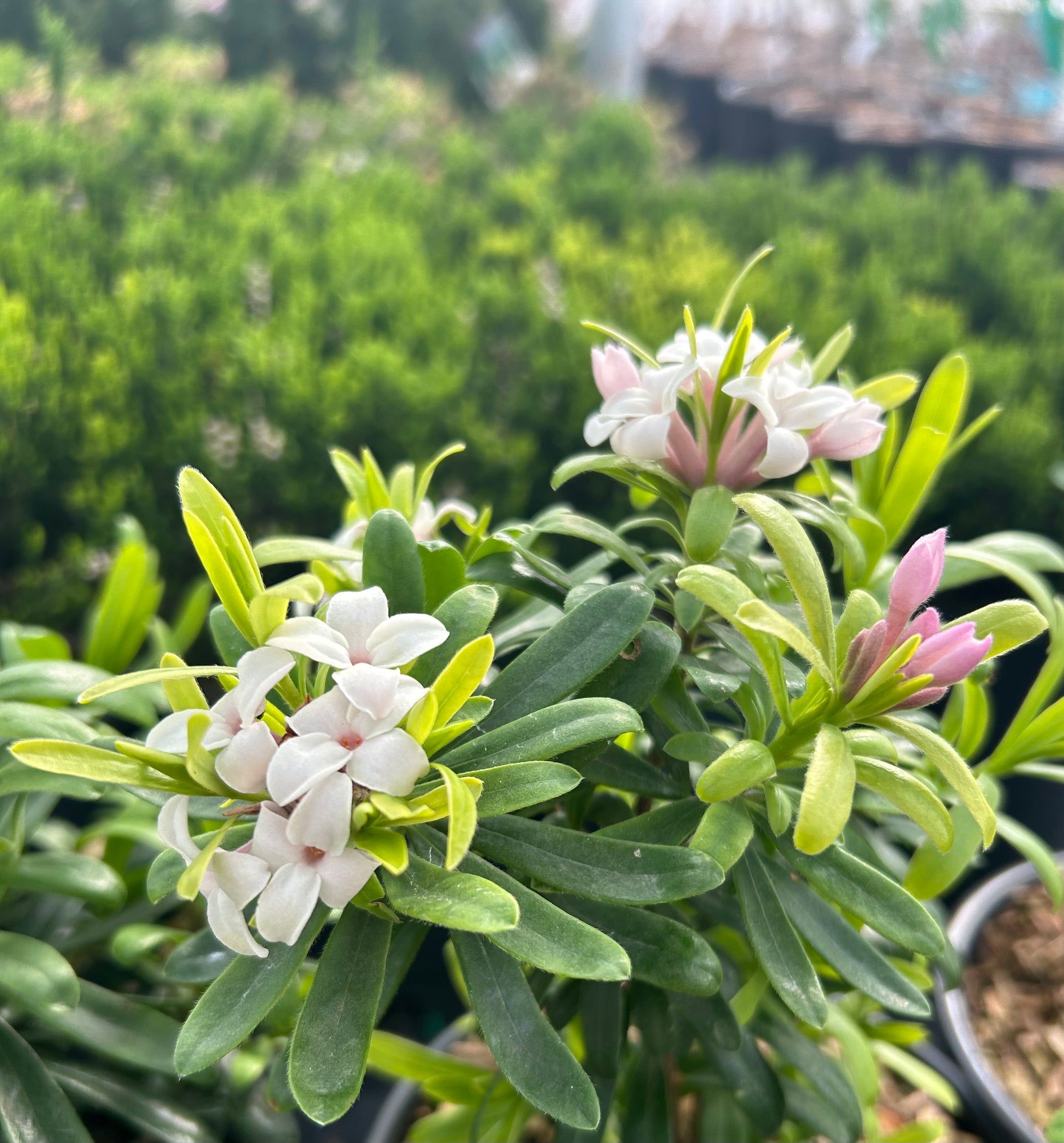 Eternal Fragrance™ Daphne