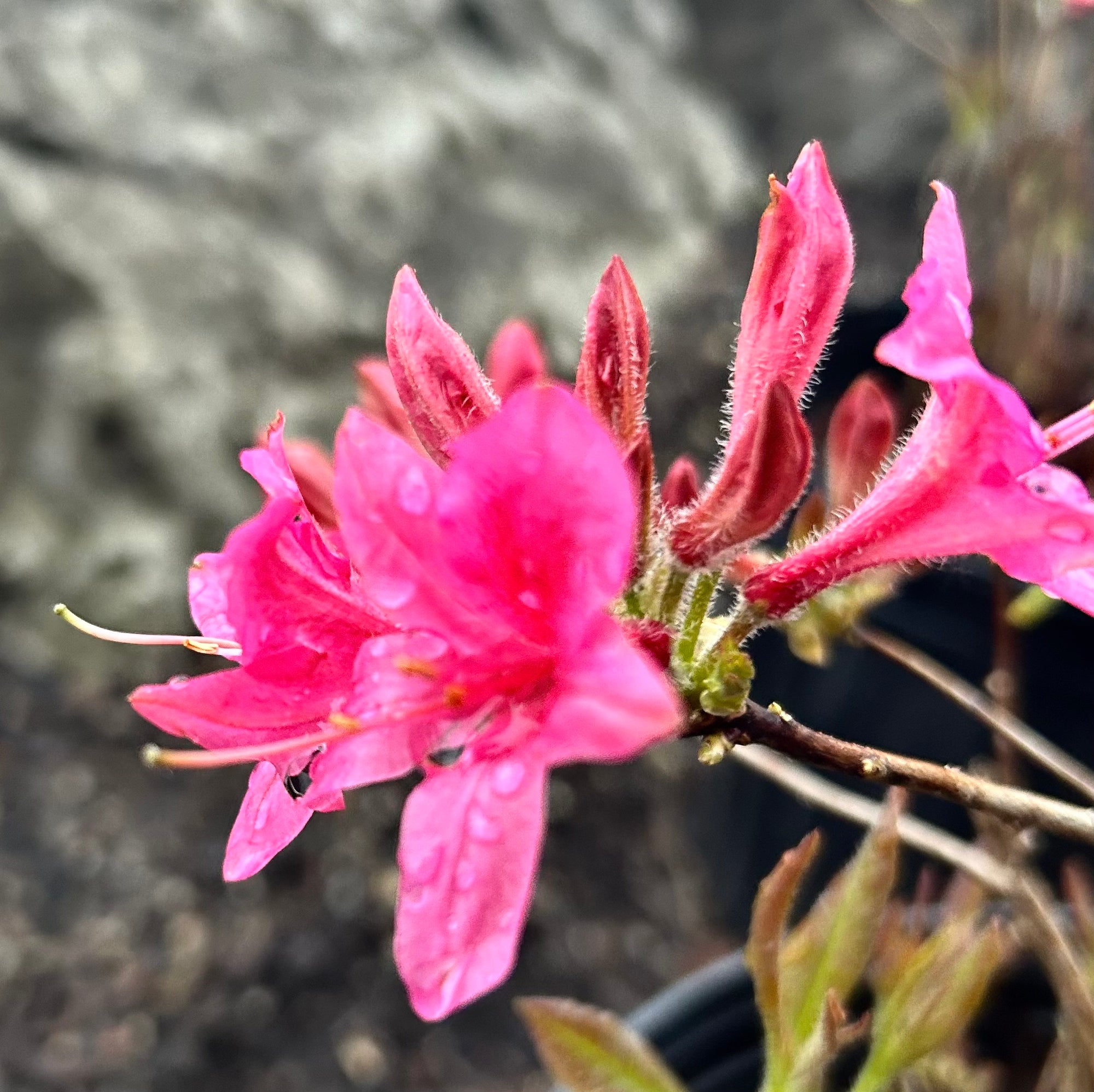 Rosy Lights Azalea