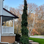 Weeping White Spruce