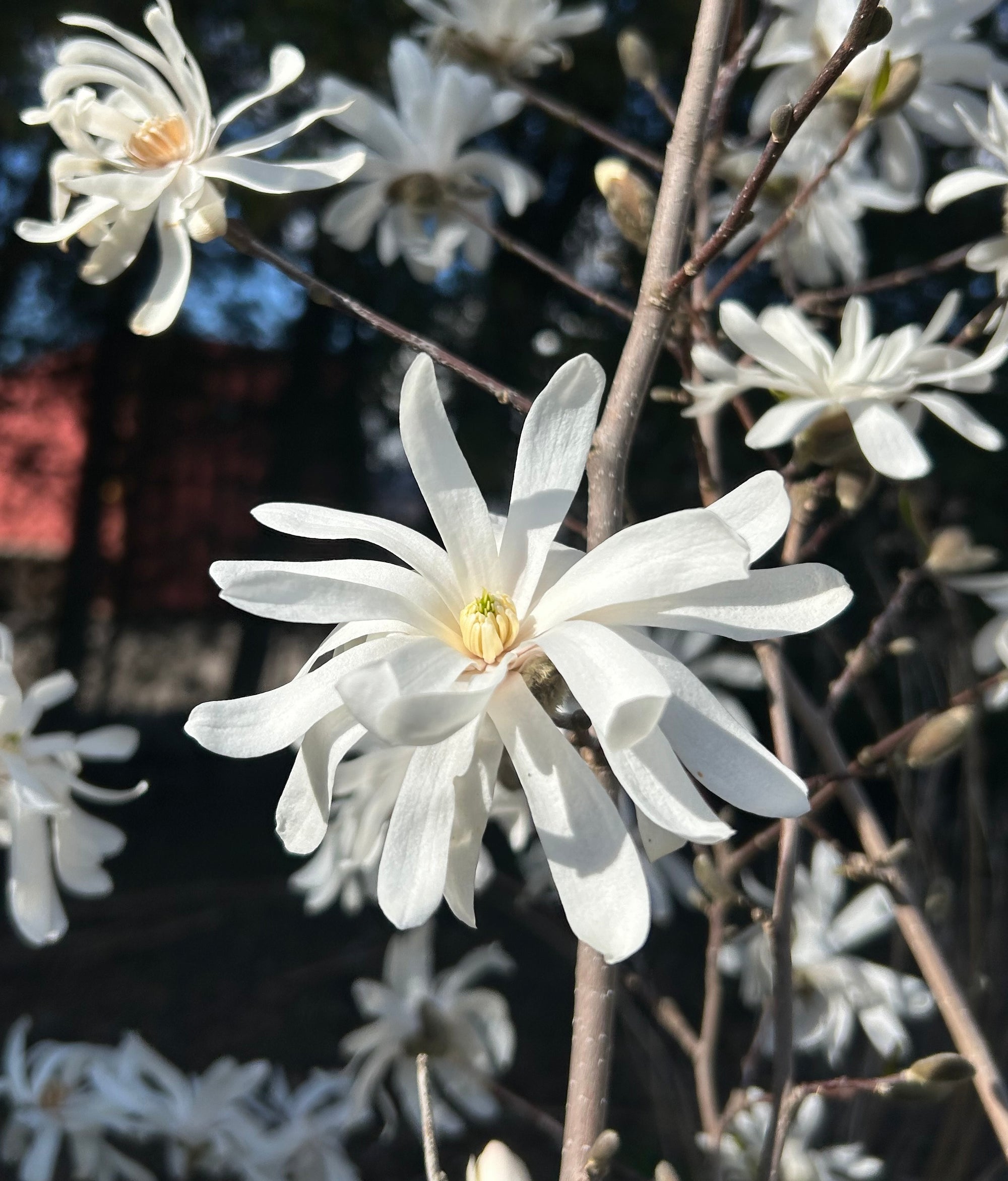 Royal Star Magnolia