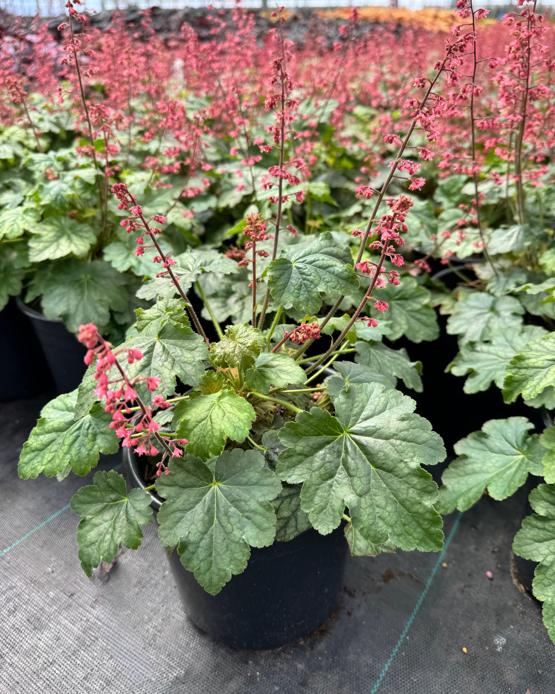 Coral Bells