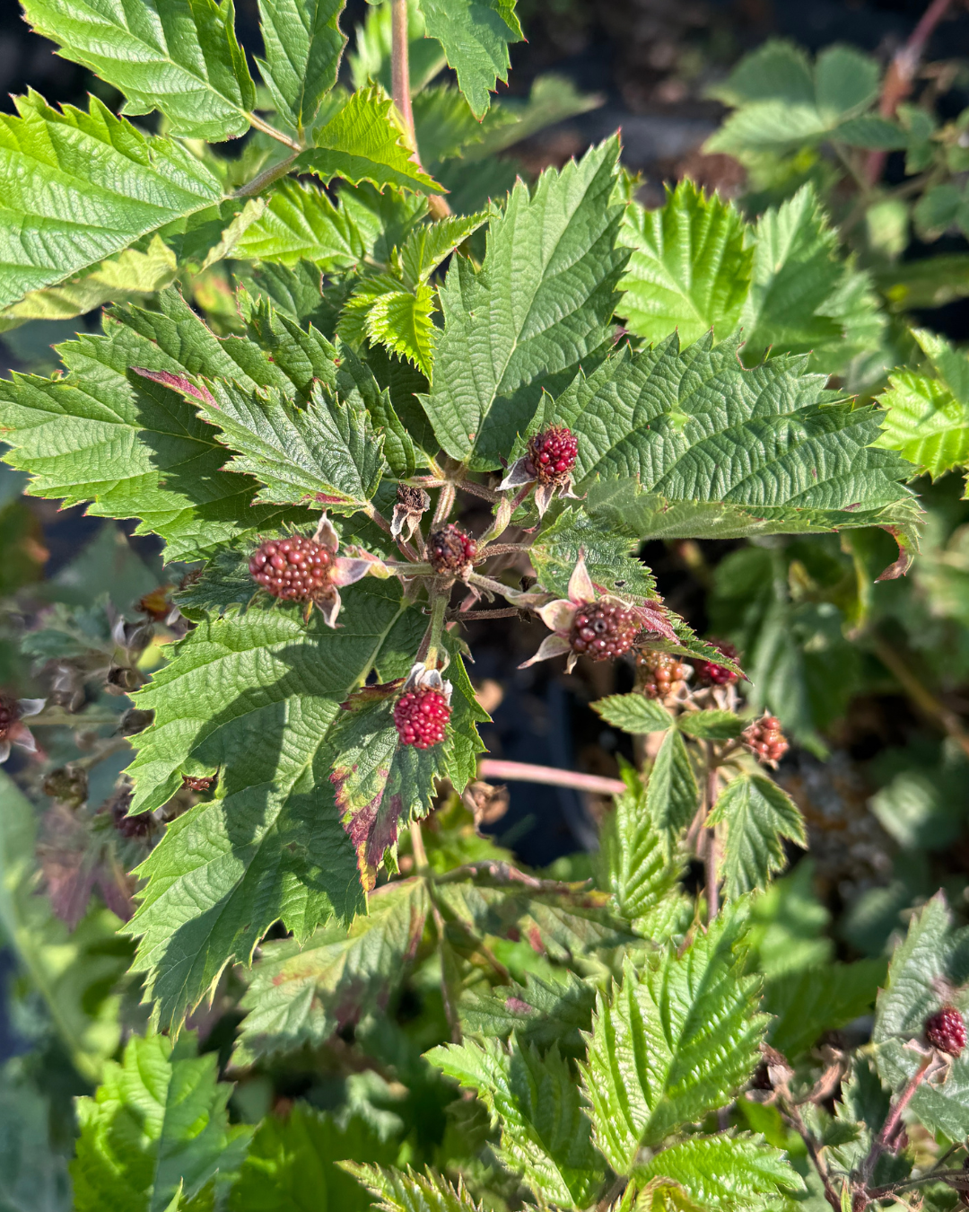 Boysenberry