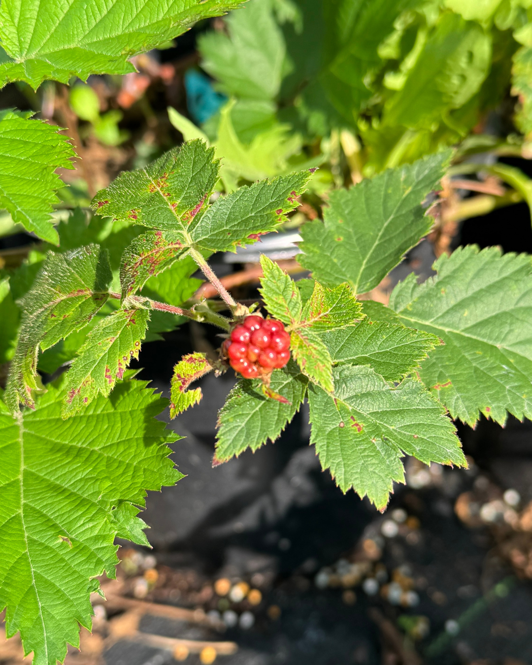 Boysenberry