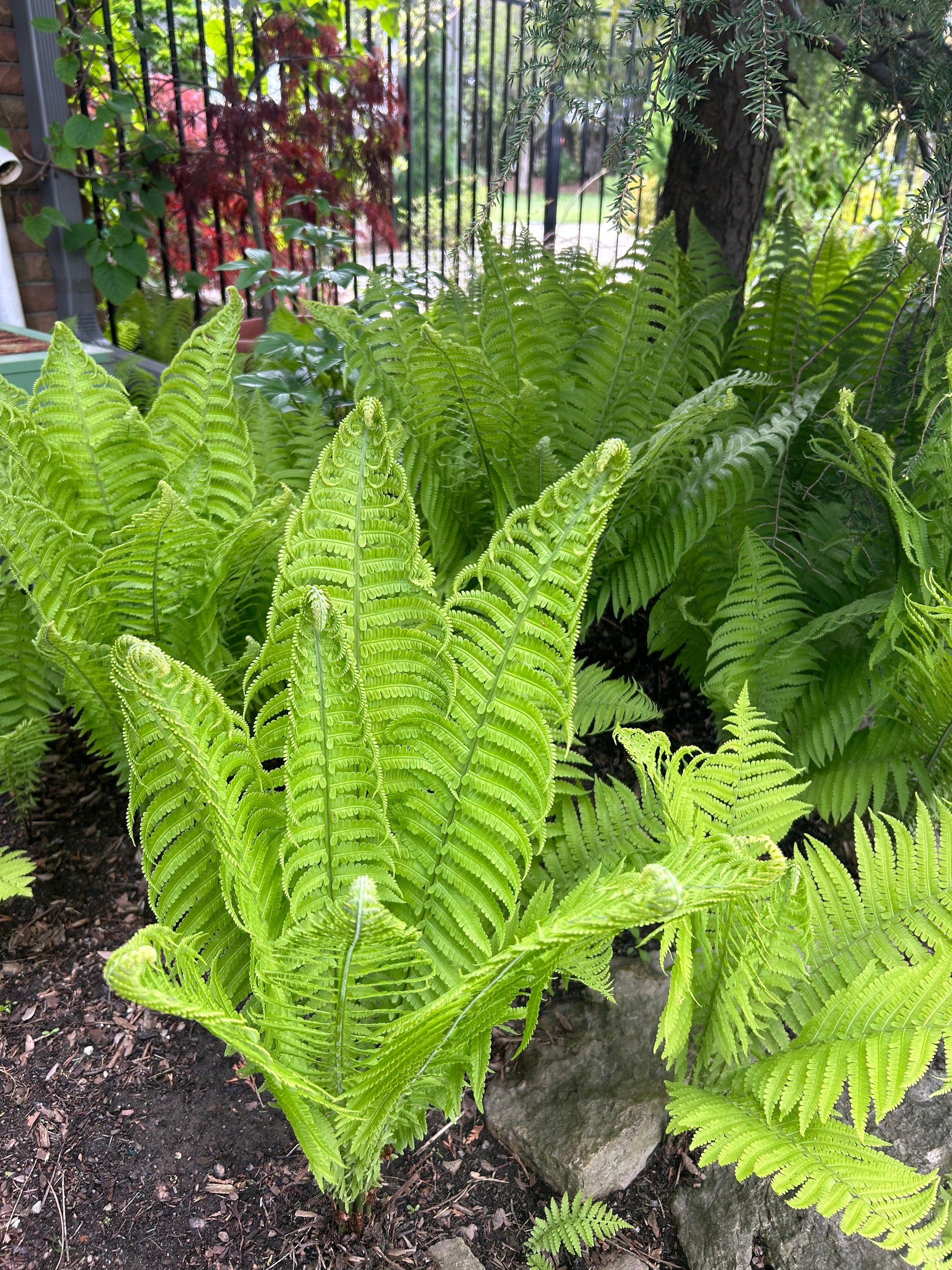 Ostrich Fern