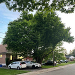 Blue Beech/Musclewood