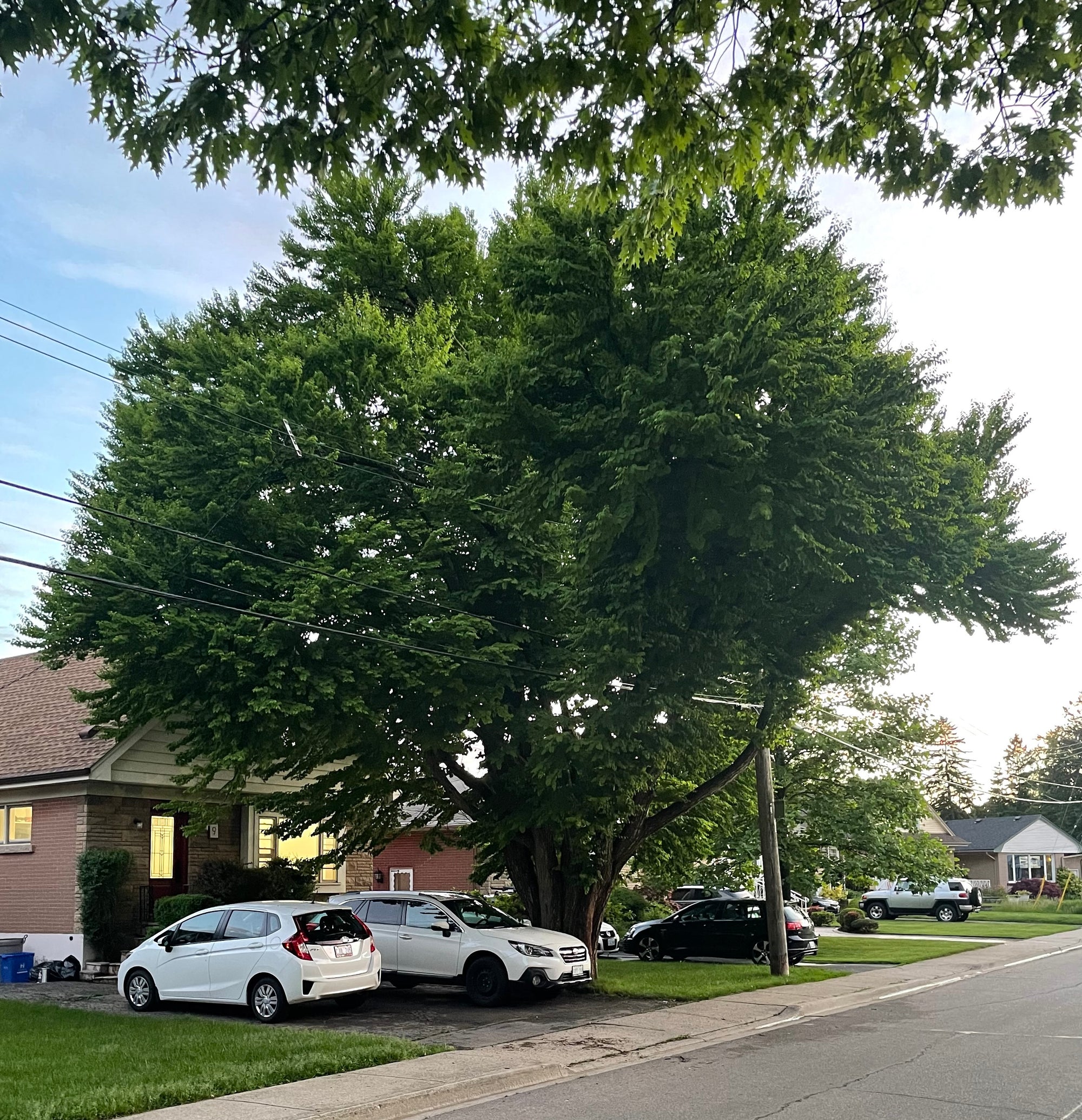 Blue Beech/Musclewood