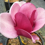 Cameo Magnolia