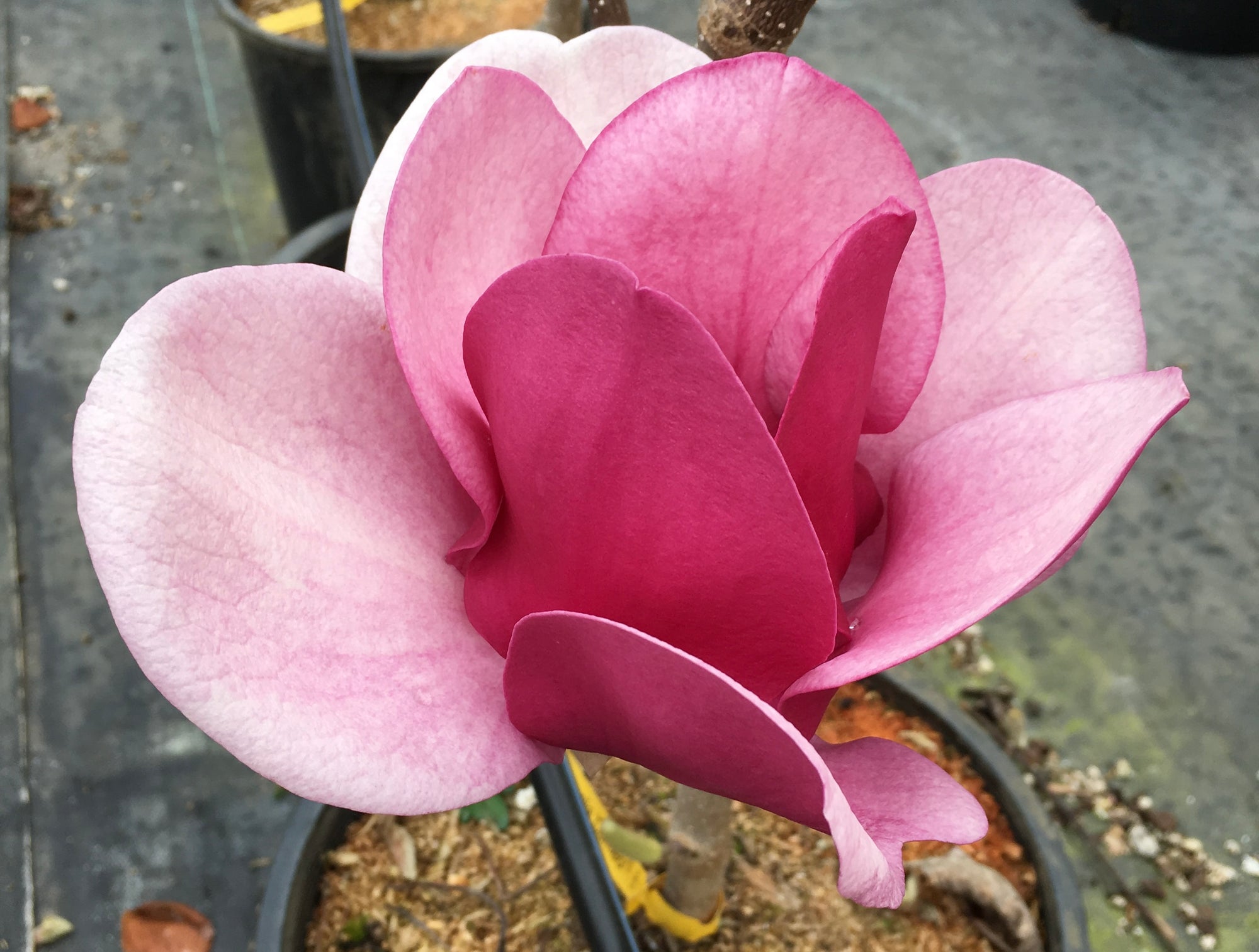 Cameo Magnolia
