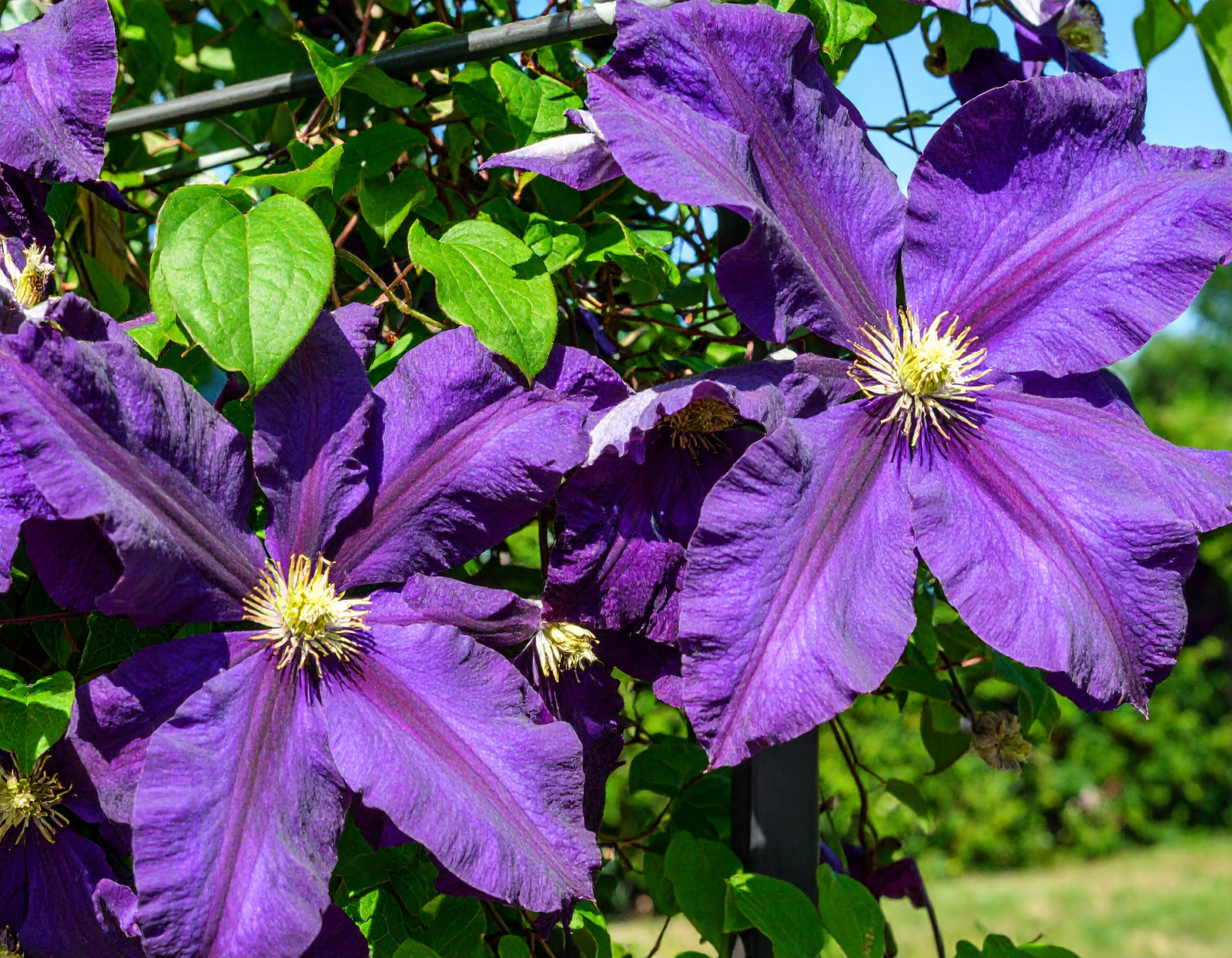 Ayako Clematis