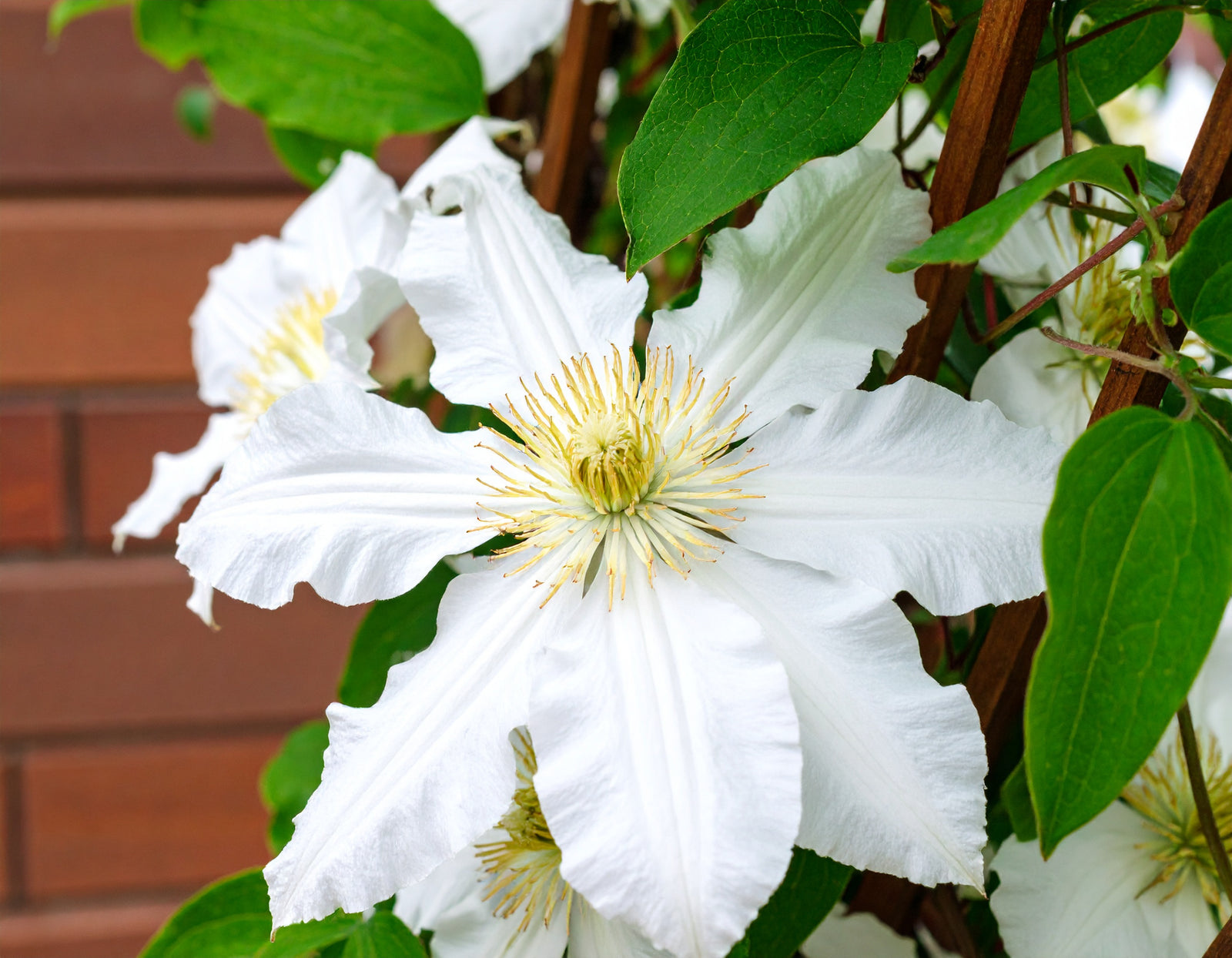 Clematis Toki