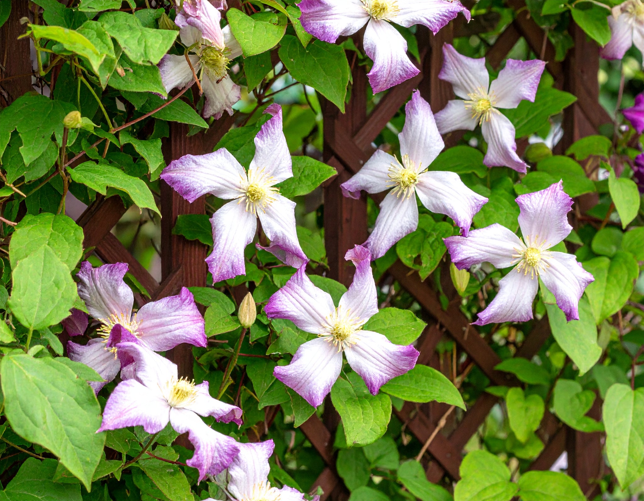 Clematis Minuet
