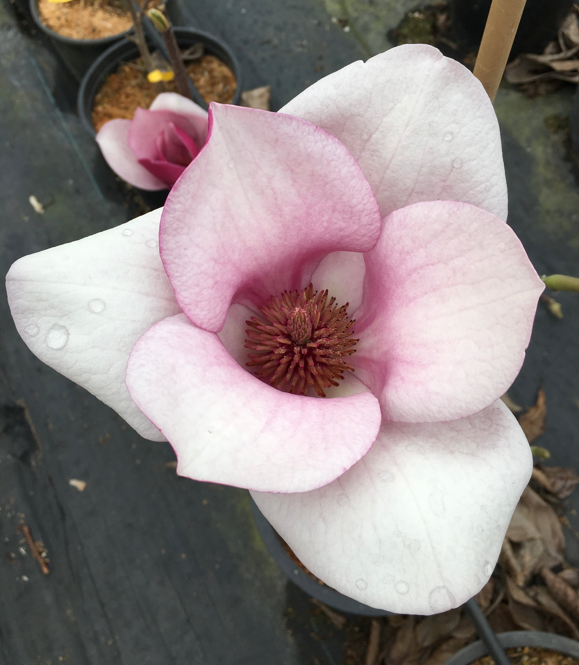 Cameo Magnolia