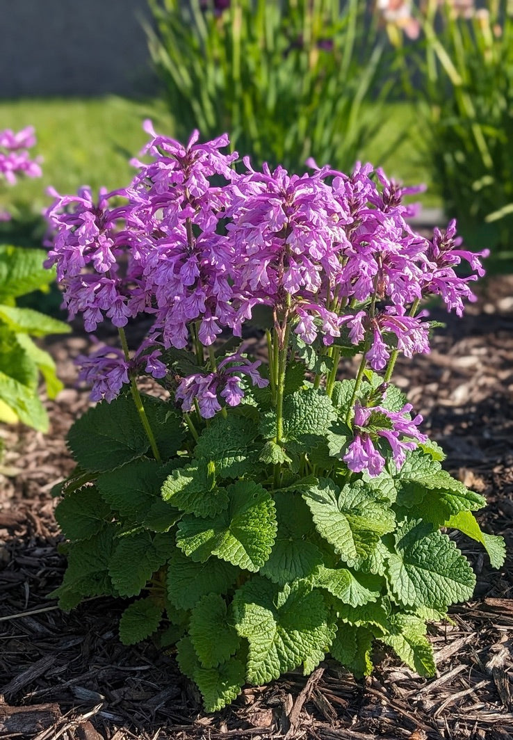 Alpine Betony Punky Purple