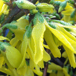Forsythia x intermedia Lynwood Gold Lynwood Gold Forsythia