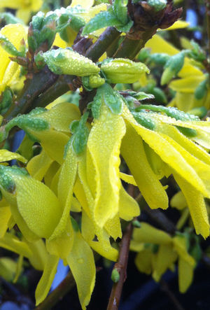 Forsythia x intermedia Lynwood Gold Lynwood Gold Forsythia