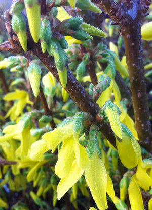 Forsythia x intermedia Spectabilis Showy Forsythia