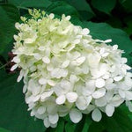 Hydrangea paniculata Pee Wee Pee Wee Hydrangea