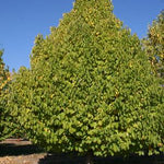 Corylus colurna Turkish Hazel