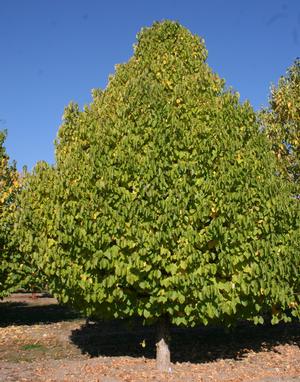 Corylus colurna Turkish Hazel