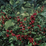 Ilex verticillata Winterberry Holly