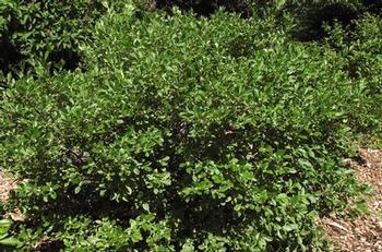 Ilex verticillata Jim Dandy Jim Dandy Winterberry