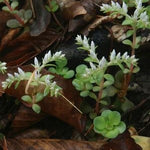 Sedum ternatum Woodland Stonecrop