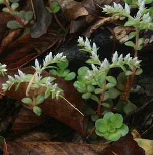 Sedum ternatum Woodland Stonecrop