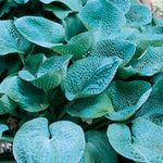 Hosta Big Daddy Plantain Lily