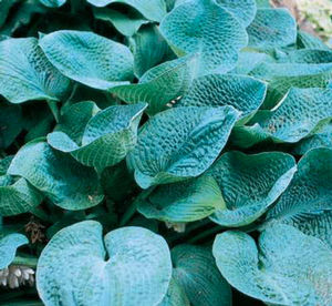 Hosta Big Daddy Plantain Lily