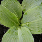 Hosta Blue Wedgwood Plantain Lily