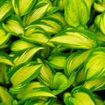 Hosta Brother Stefan Plantain Lily