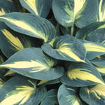 Hosta High Society PP17313 Plantain Lily