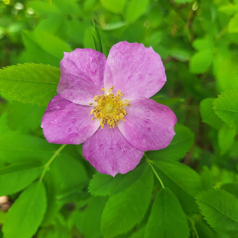 Rosa blanda Meadow Rose