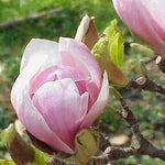 Magnolia x soulangeana Saucer Magnolia