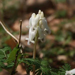 Dicentra canadensis Squirrel Corn