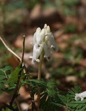 Dicentra canadensis Squirrel Corn