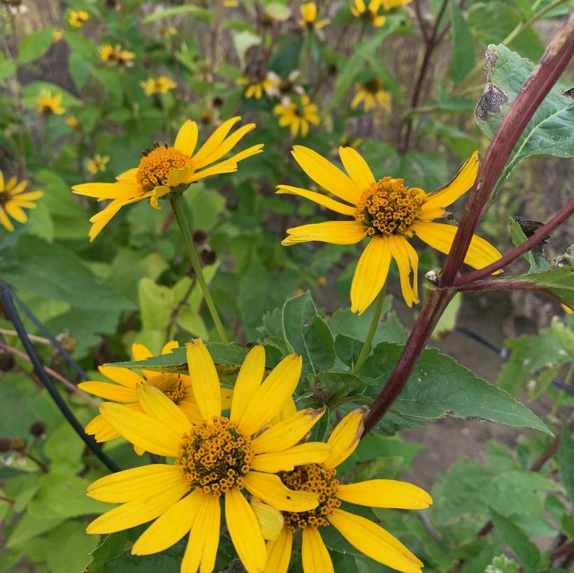 Heliopsis helianthoides False Sunflower