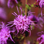 Liatris aspera Rough Blazing Star