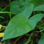 Peltandra virginica Green Arrow Arum