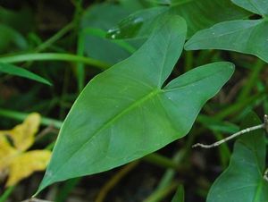 Peltandra virginica Green Arrow Arum