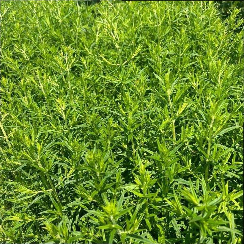 Virginia Mountain Mint