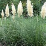 Cortaderia selloana Ivory Feathers Pumila Ivory Feathers Grass