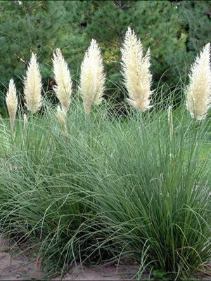 Cortaderia selloana Ivory Feathers Pumila Ivory Feathers Grass