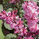 Syringa x prestoniae Miss Canada Miss Canada
